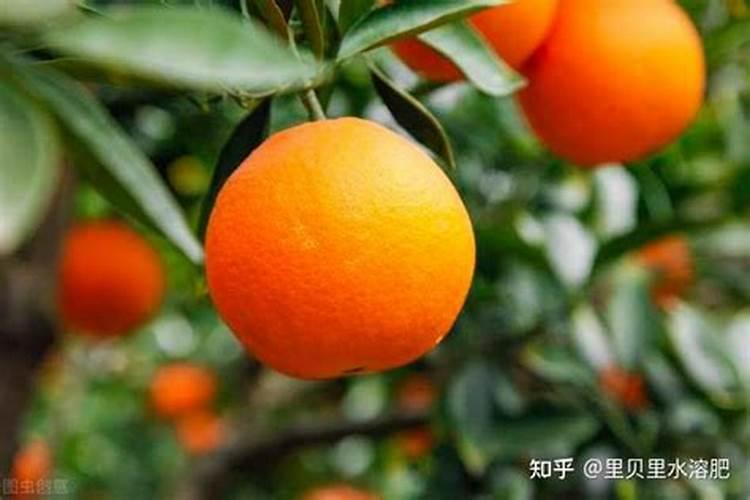 茄子最忌三种肥料