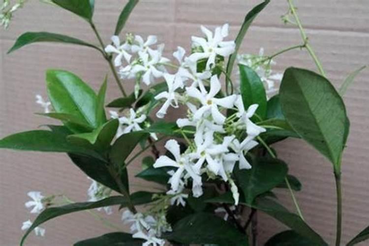 风车茉莉的施肥方法什么肥料好？