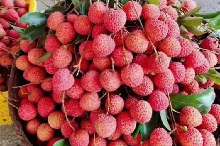 种荔枝施什么肥