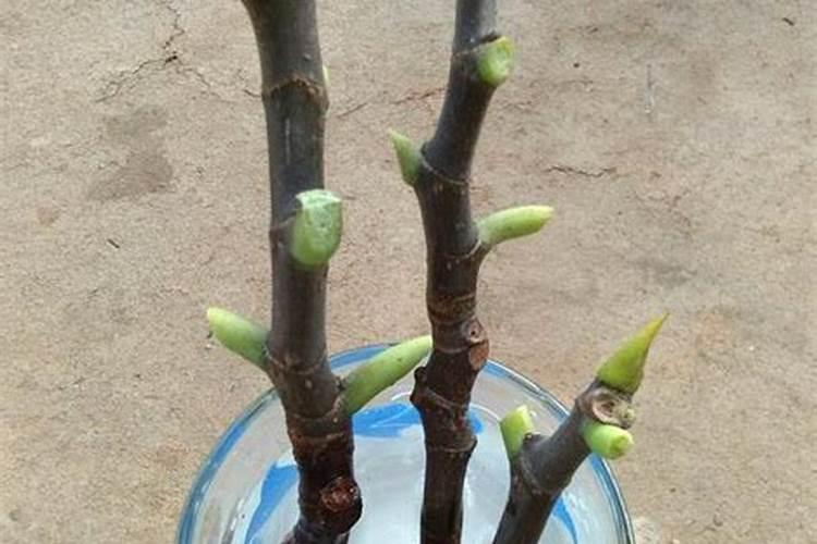 无花果无土栽培技术 无花果水培技巧