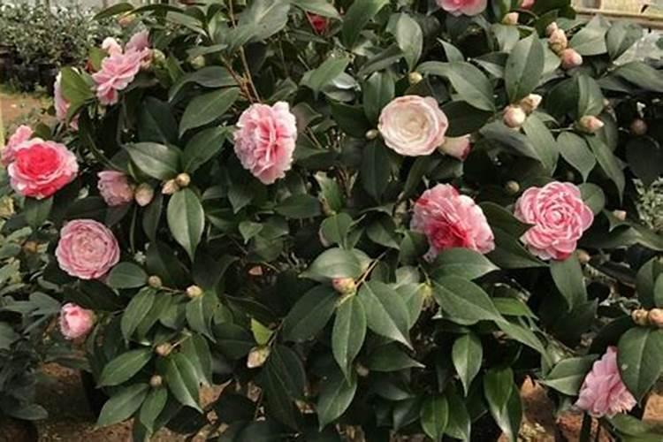 茶花如何施氮肥长得好