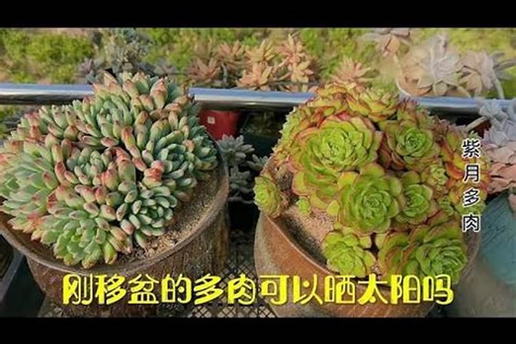 多肉上盆后多久可以施肥选择合适的时间促进多肉发根