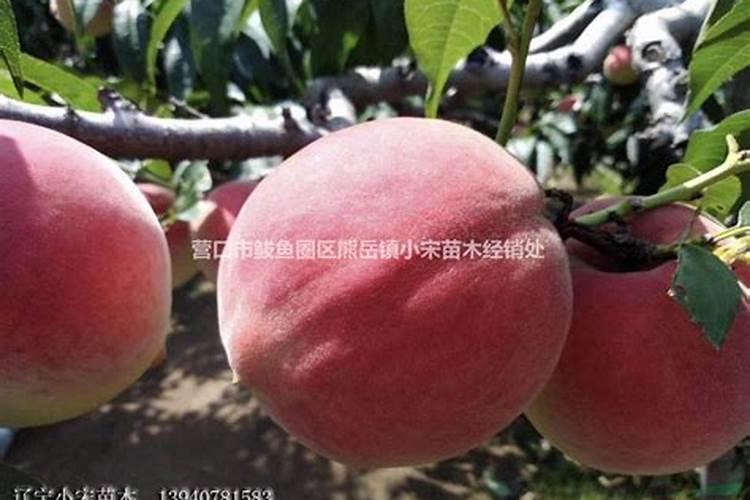 桃树专用肥料配方有几种？