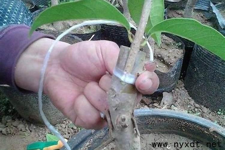 桂花树一般都使用什么叶面肥