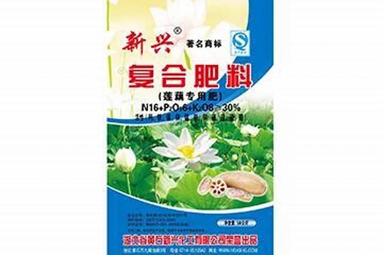 莲藕叶干边,枯萎病,是什么原因