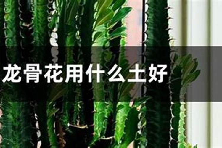 龙骨怎样施肥施什么样的肥,龙骨施什么肥效果好