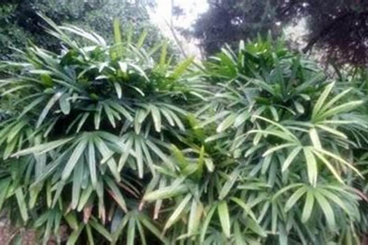 竹林里可以种花吗？可以种些什么花
