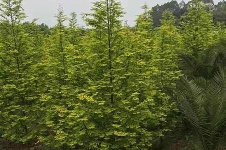 杉树什么月份施肥最合适