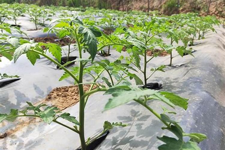 灯笼果怎么种植 灯笼果种植时间和方法