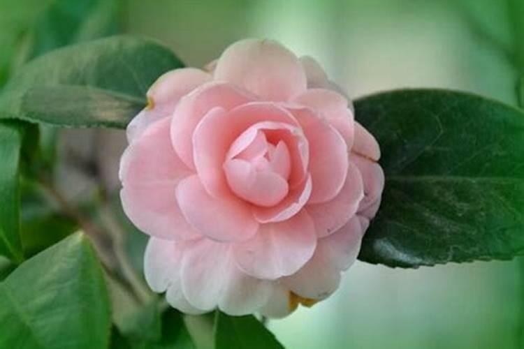 盆栽山茶花怎么养(盆栽山茶花怎么养护和管理)