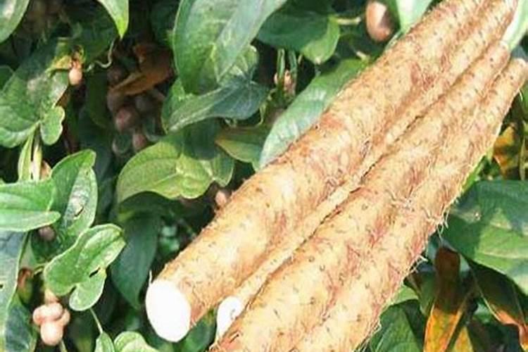 山药种植技术 山药养殖需要注意什么