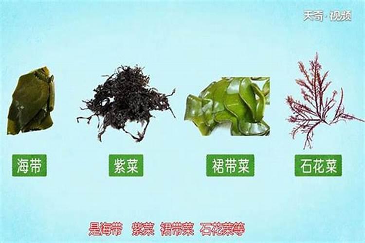 马尾藻的农用价值