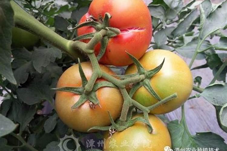 西红柿有干裂怎么办