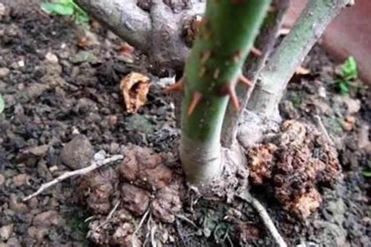 花盆里磷肥放多了对花是否好？