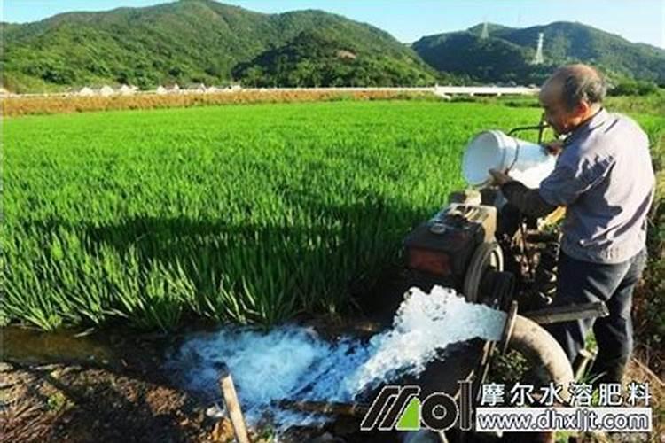 果树用水溶肥好还是复合肥好(复合肥可以兑水浇果树吗)