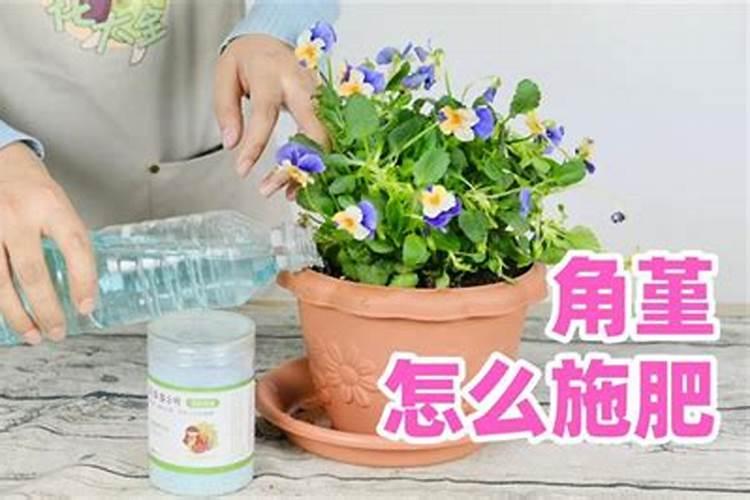 促使花开花用什么肥、催花开用什么肥