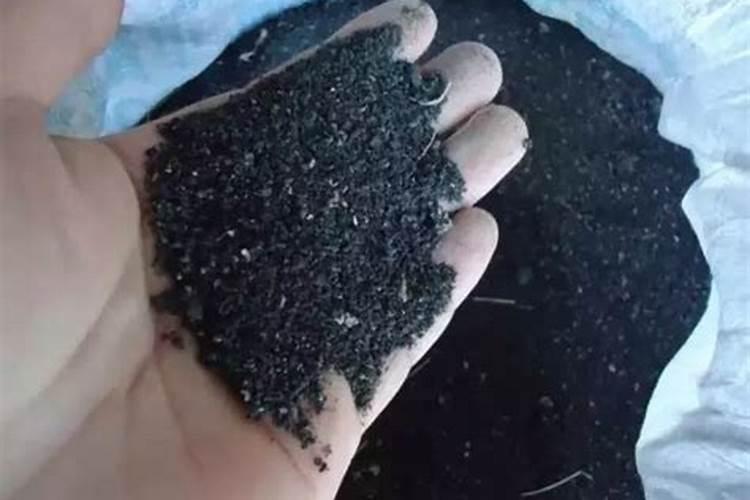 帮植物固氮用什么菌