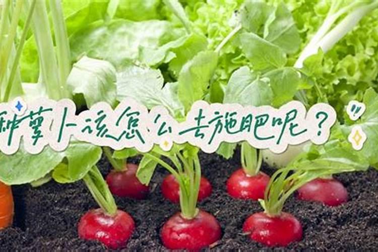 种菜复合肥怎么使用正确 多久施一次