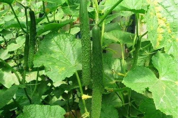 月季花夏季施什么肥好
