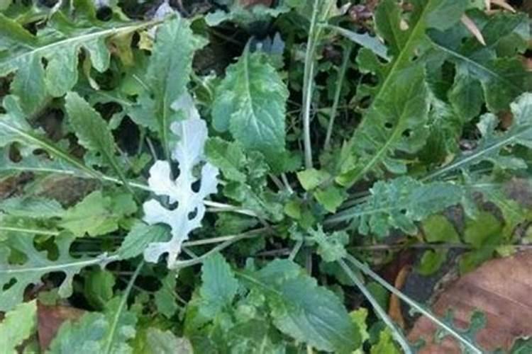 石灰草和蒲公英的区别