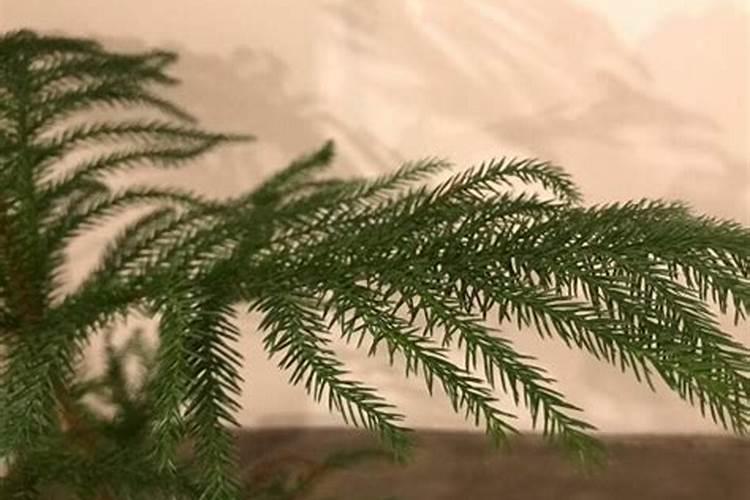 植物澳洲杉需要施什么肥料