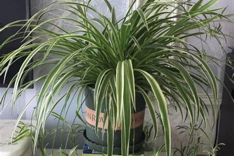 油画吊兰如何在高温天气下保持叶子美丽的颜色