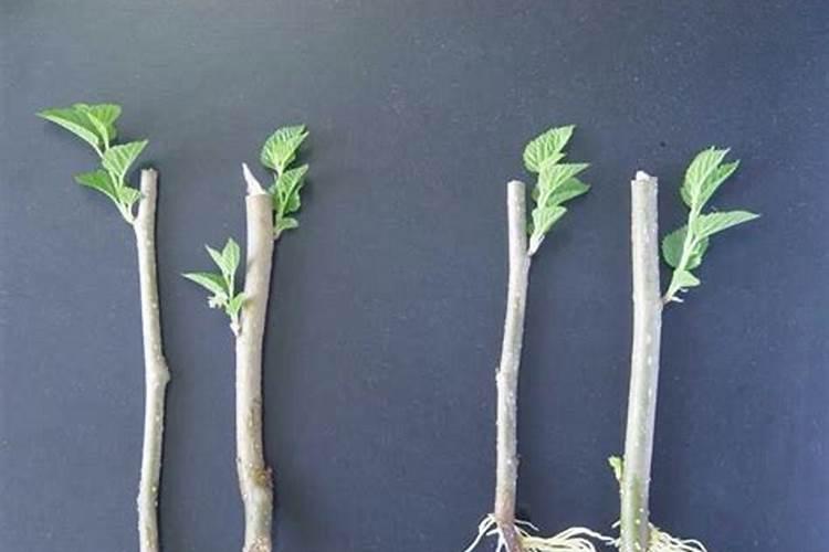 芍药刚出芽如何施肥
