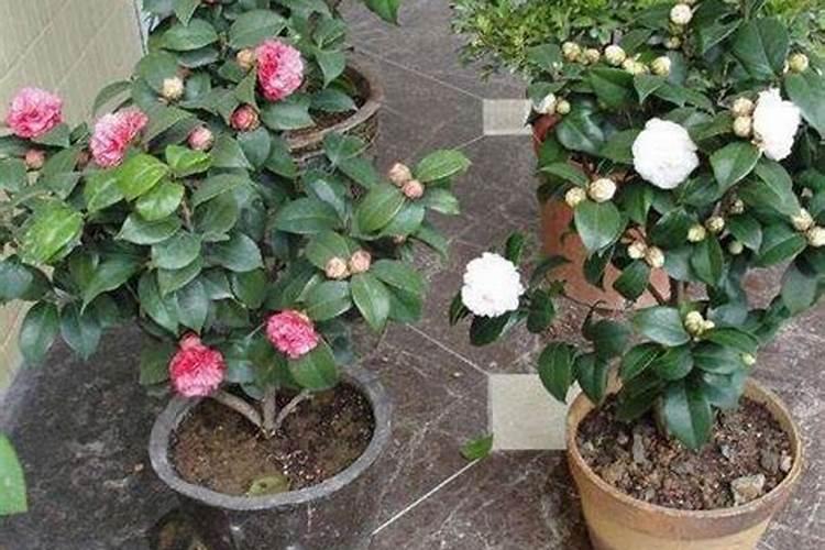 茶花春天花谢后怎么养