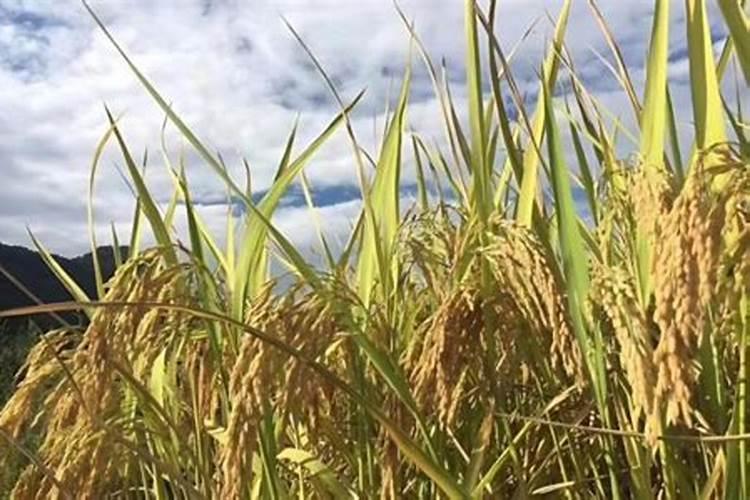 盐碱地种水稻用复合肥好还是二胺好,追肥用尿素还是硫酸胺