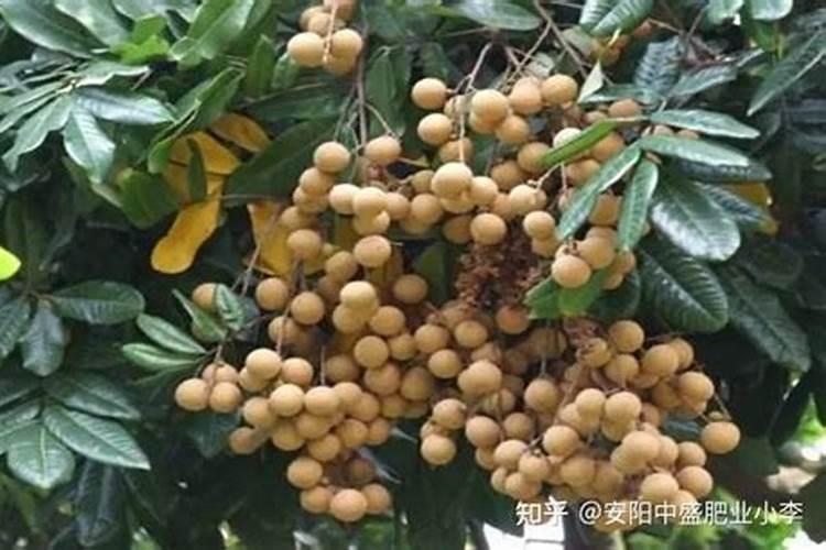 龙眼幼树怎么施肥 施什么肥能提高产量