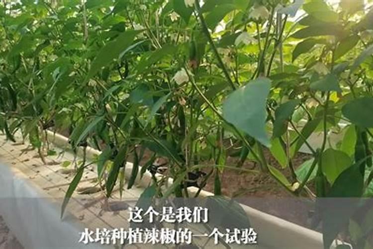辣椒开花施什么肥适合 可以施加氮肥吗