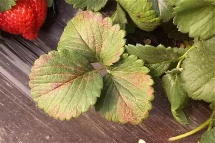 种草莓施什么肥才甜