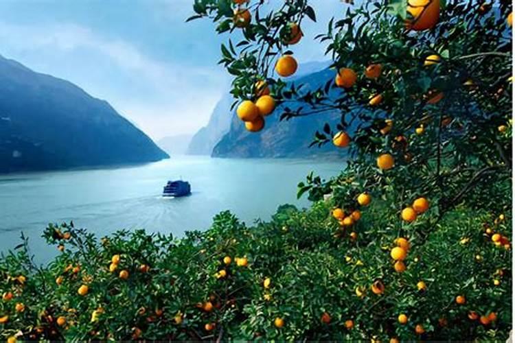 如何给柑橘树施肥