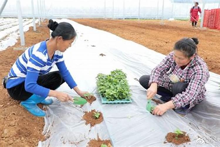 香蕉的营养价值及功效
