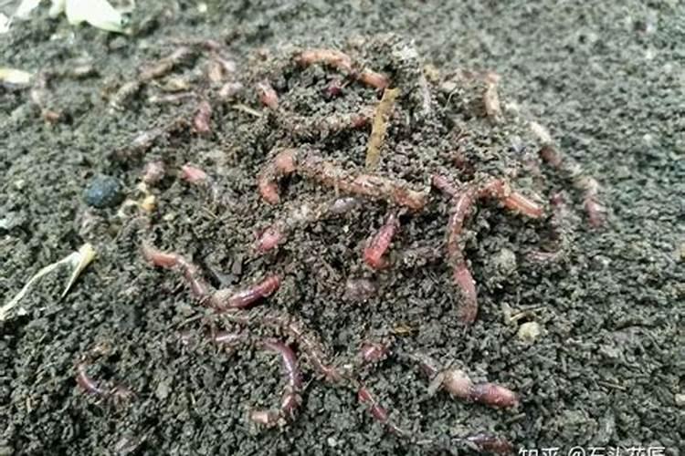 蚯蚓粪有什么作用和用途？
