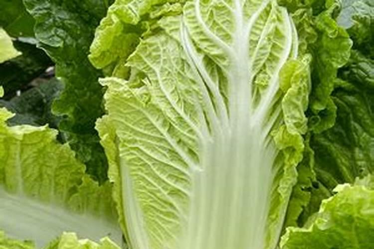 白菜施什么肥好