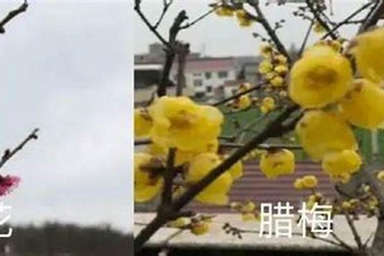 盆栽腊梅花苞期施什么肥