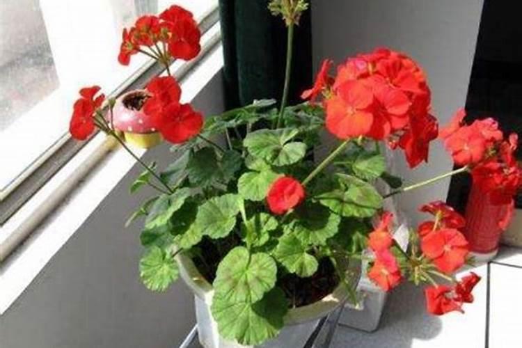 绣球花施什么肥