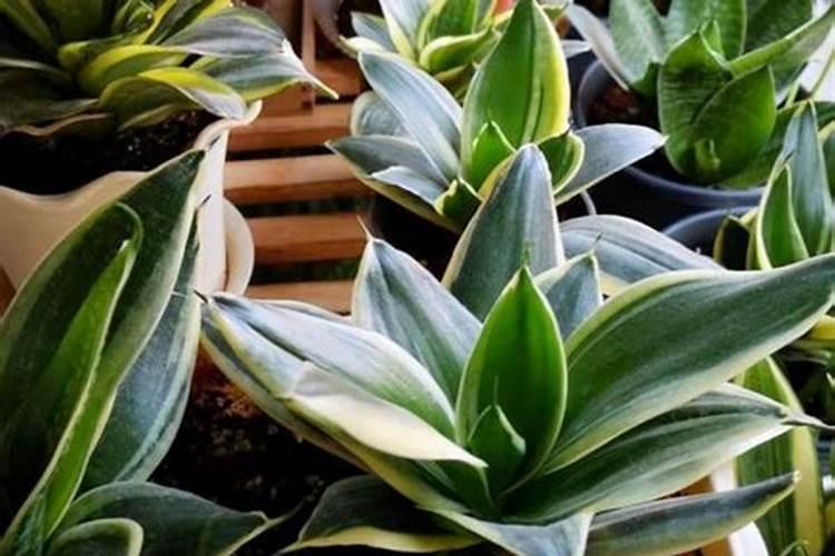 买花肥哪里靠谱,网上买肥料上什么网