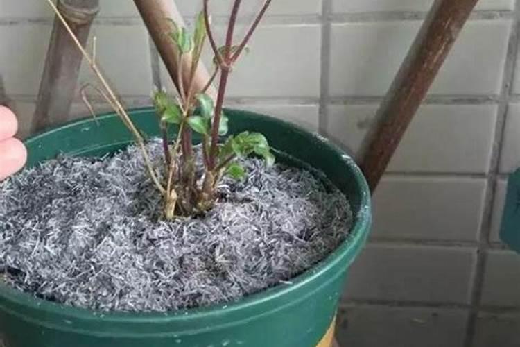 常见的浇花的钾肥和磷肥是什么