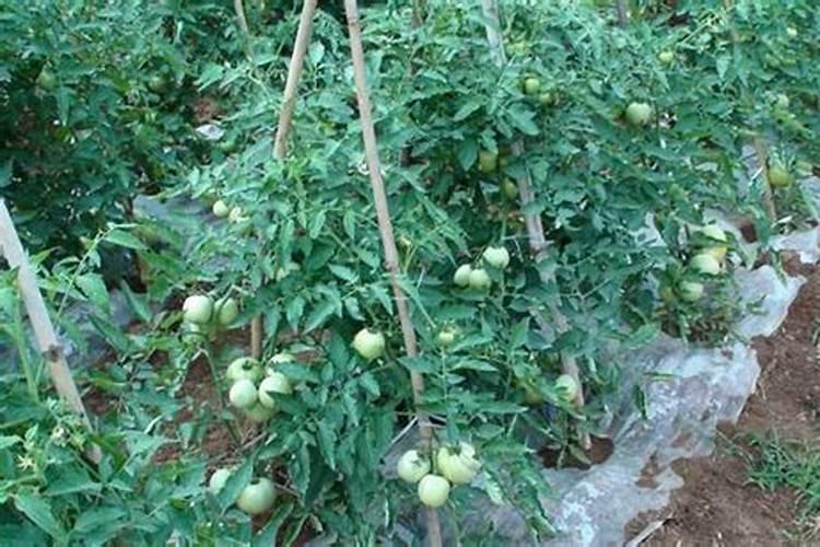 桂花树为什么不能施大粪吗