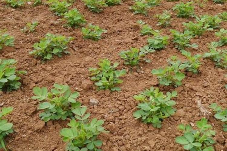 大蒜锈病用什么药效果最好(打药防治黄锈病其实很简单)