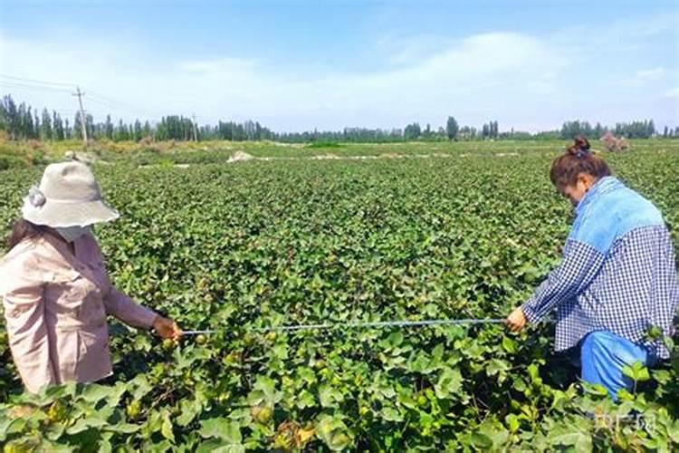 棉花药害的补救方法是什么