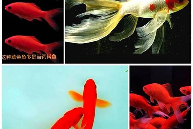养水草和鱼在一起可以用氮肥吗？
