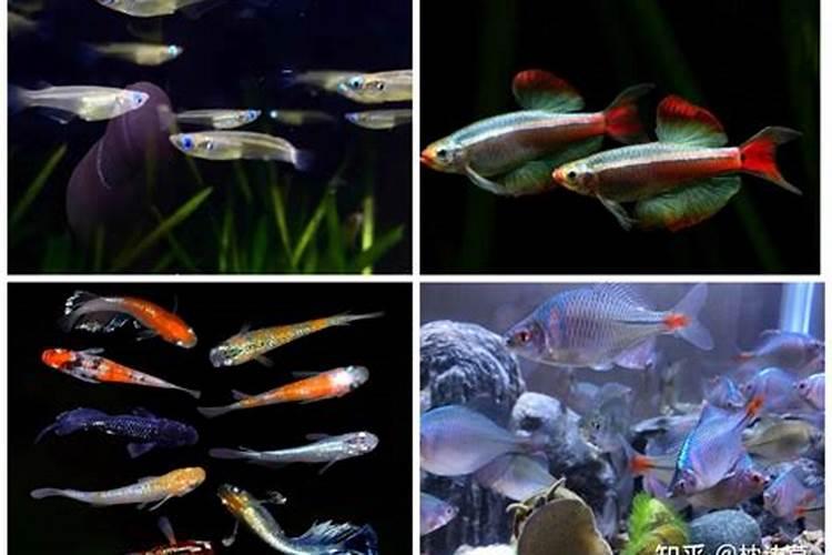 水族箱里边的水草需要用营养液吗