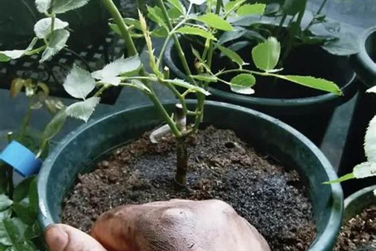 月季花用什么肥料最佳