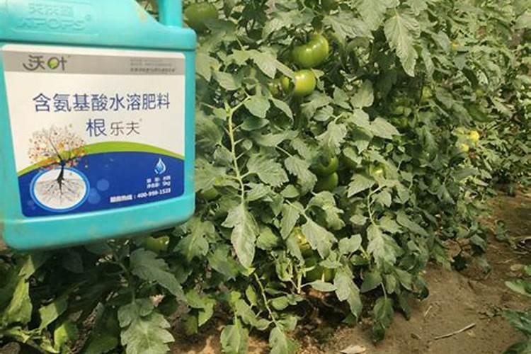 西红柿从下种到定植多少天？