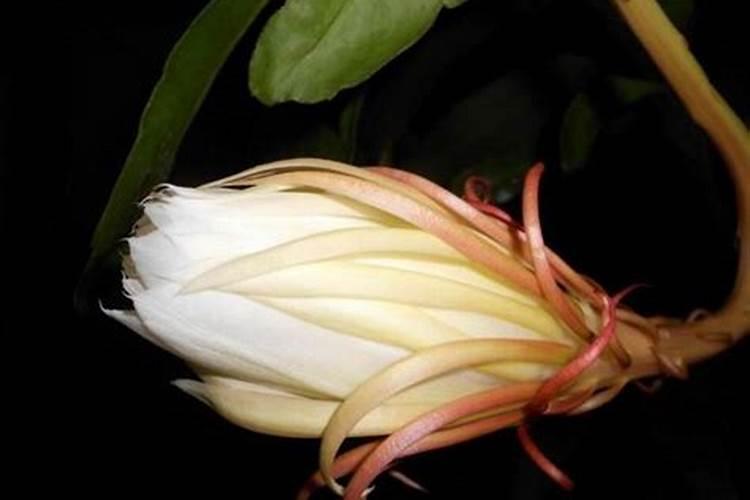 昙花施肥用什么肥料,长花蕾的时候可以施肥吗
