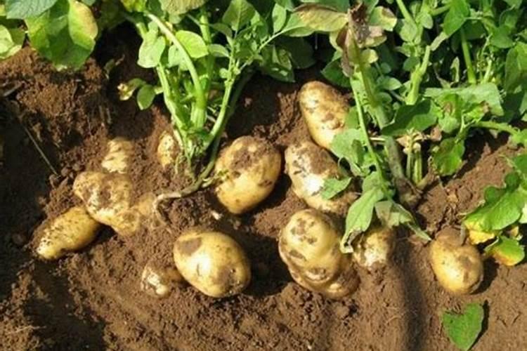 土豆的种植方法图片欣赏