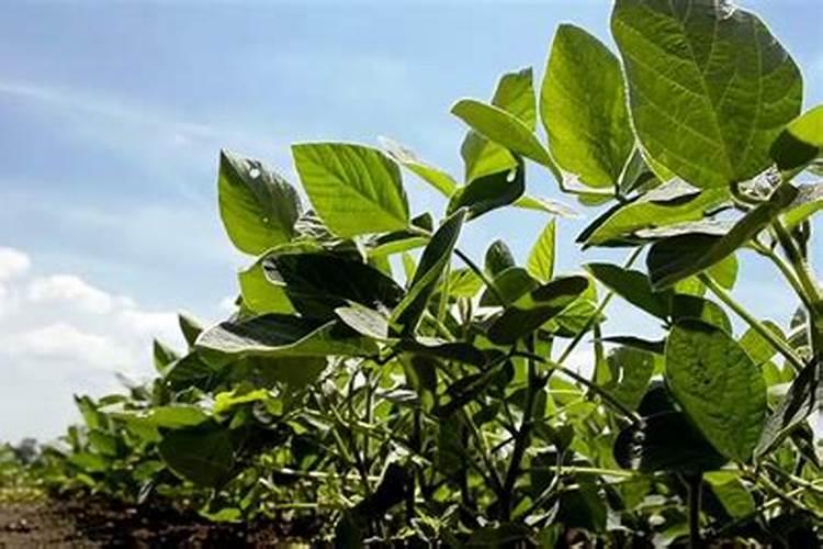 熟黄豆能直接埋入花盆吗 好不好